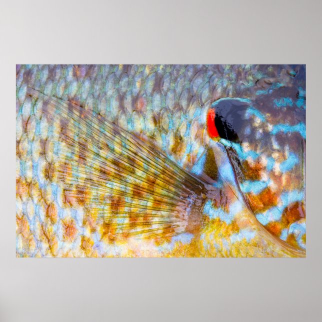 Nahaufnahme von Fischschuppen Poster (Vorne)