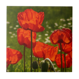 Nahaufnahme von hellen Mohnblumen Fliese