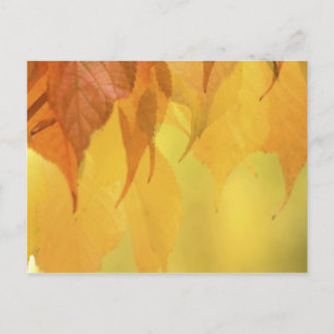 Nahaufnahme von Herbstblättern an einem Ast Postkarte