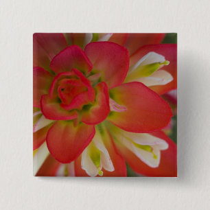 Nahaufnahme von Indian Paint Brush in der Nähe von Button
