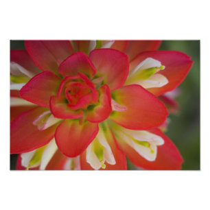 Nahaufnahme von Indian Paint Brush in der Nähe von Fotodruck