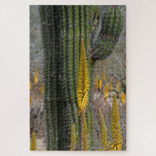 Nahaufnahme von Kaktus und Agave