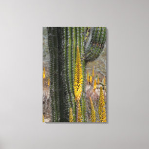Nahaufnahme von Kaktus und Agave Leinwanddruck