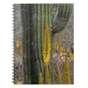 Nahaufnahme von Kaktus und Agave Notizblock