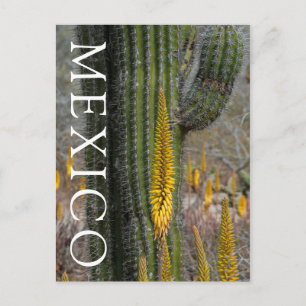 Nahaufnahme von Kaktus und Agave Postkarte