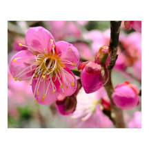 Nahaufnahme von Pflaumenblüten