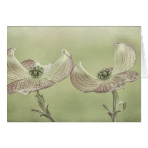 Nahaufnahme von rosa Dogwood-Blüten Seabeck, WA