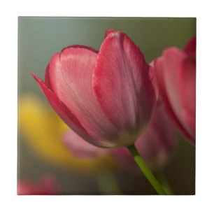 Nahaufnahme von roten und gelben Tulpen im Garten Fliese