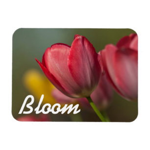 Nahaufnahme von roten und gelben Tulpen im Garten Magnet