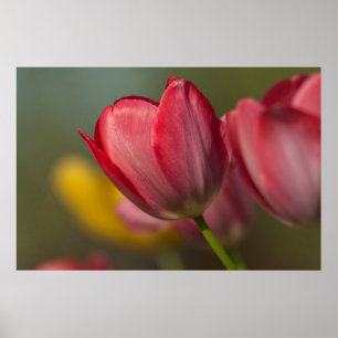 Nahaufnahme von roten und gelben Tulpen im Garten Poster