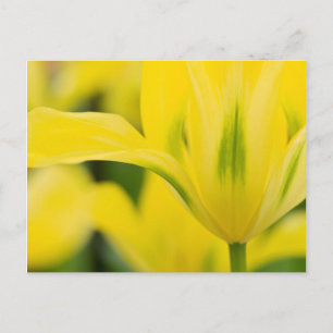 Nahaufnahme von Tulpe 2 Postkarte