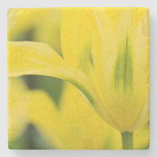 Nahaufnahme von Tulpe 2 Steinuntersetzer