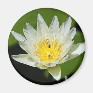 Nahaufnahme Weiße Seerosenblüte und Biene Magnete Magnet