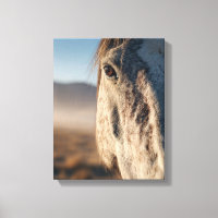 Nahaufnahme Weißes Pferd Sonnenaufgang Portrait