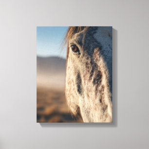 Nahaufnahme Weißes Pferd Sonnenaufgang Portrait Leinwanddruck