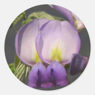 Nahaufnahmelila Wisteria Runder Aufkleber