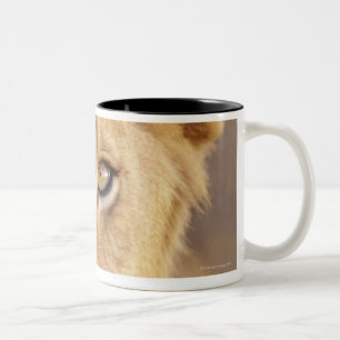 Nahaufnahmeporträt eines jungen männlichen zweifarbige tasse