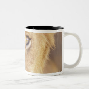 Nahaufnahmeporträt eines jungen männlichen zweifarbige tasse