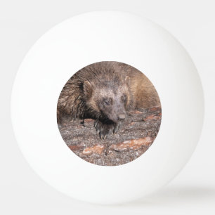 Nahbegegnung mit einem Vielfraß Tischtennisball