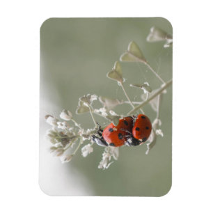 Nahe Anhäufung von Ladybugs auf der Pflanze Magnet