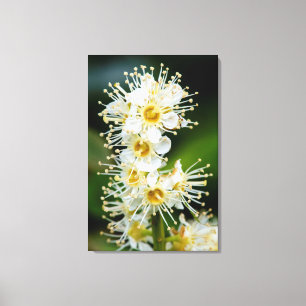 Nahe Ansammlung winziger Blume Leinwanddruck