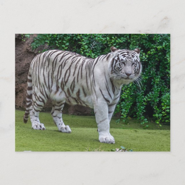 Nahe Ansichtskarte für den weißen Tiger Postkarte (Vorderseite)
