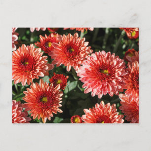 Nahe Anwendung auf Chrysanthemum-Pflanze Postkarte