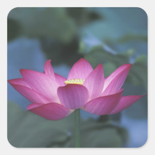 Nahe Aufbereitung der roten Lotus-Blume und der gr Quadratischer Aufkleber