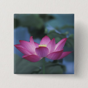 Nahe Aufbereitung von Rot-Lotus-Blume und grünen B Button