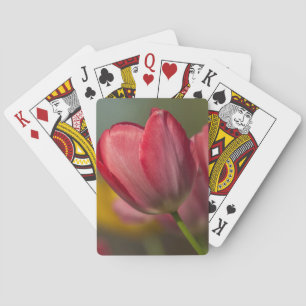 Nahe Aufbereitung von roten und gelben Tulpen im G Spielkarten