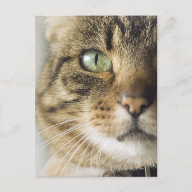 Nahe Aufnahme der Katze (Augenkonzentration) Postkarte (Vorderseite)