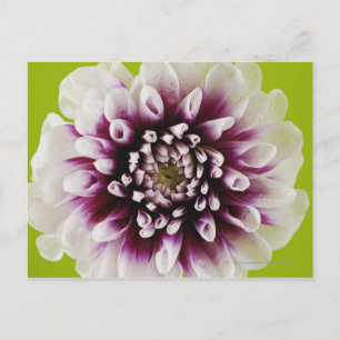 Nahe Aufnahme einer Blume 2 Postkarte