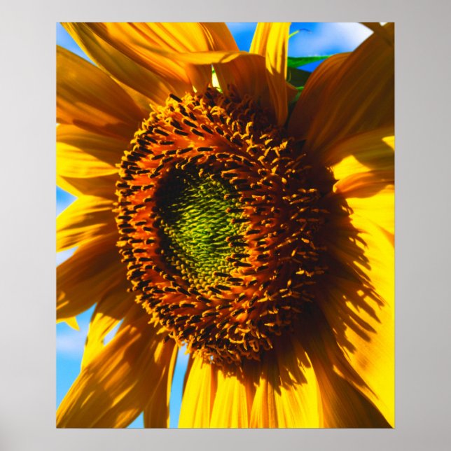 Nahe Aufnahme einer Sonnenblume Poster (Vorne)