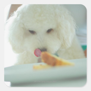 Nahe Aufnahme eines Miniaturpoodles, der Nahrung i Quadratischer Aufkleber