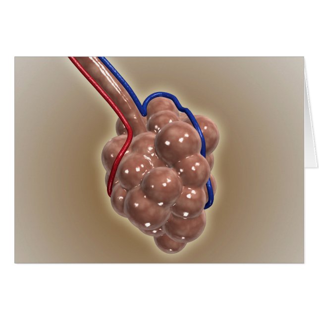 Nahe Aufnahme von Alveolus (Vorderseite (Horizontal))