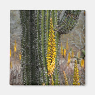 Nahe Aufnahme von Kakteen und Agave Magnet