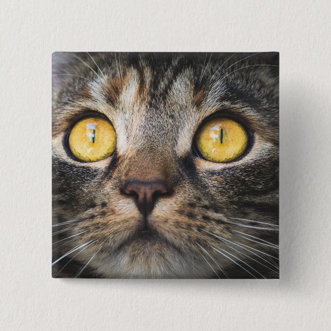 Nahe Aufnahme von Katze mit GelbAugen Button (Vorderseite)