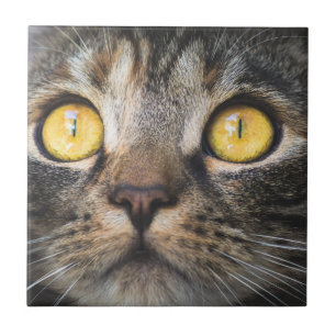 Nahe Aufnahme von Katze mit GelbAugen Fliese