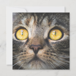 Nahe Aufnahme von Katze mit GelbAugen Karte