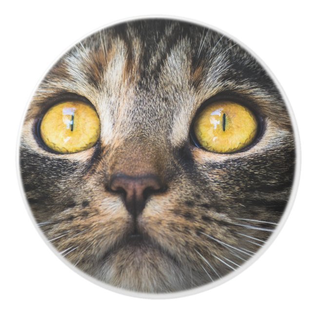 Nahe Aufnahme von Katze mit GelbAugen Keramikknauf (Vorderseite)