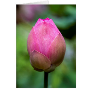 Nahe Aufnahme von Lotus Blume Bud, Bali