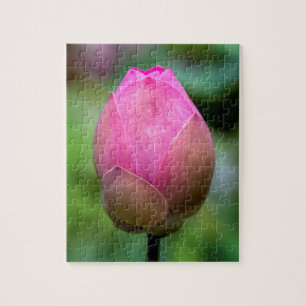 Nahe Aufnahme von Lotus Blume bud, Bali