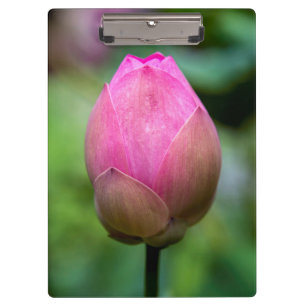 Nahe Aufnahme von Lotus Blume bud, Bali Klemmbrett