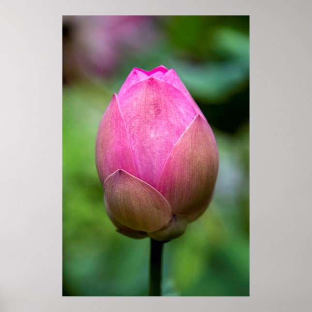 Nahe Aufnahme von Lotus Blume Bud, Bali Poster (Vorne)