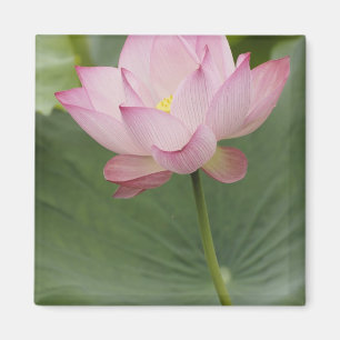 Nahe Aufnahme von Lotus Blume, Nelumbo nucifera), Magnet