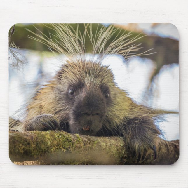 Nahe Aufnahme von Stachelschweine in einem Baum Mousepad (Vorne)