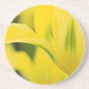 Nahe Aufnahme von Tulpe 2 Getränkeuntersetzer