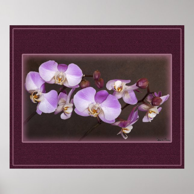 Nahe Aufnahmen von Violett und Weißem Orchid Poster (Vorne)