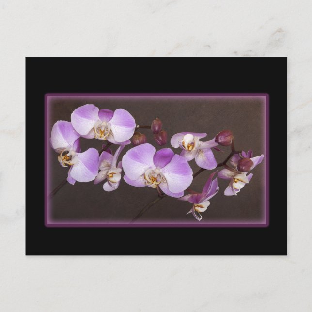 Nahe Aufnahmen von Violett und Weißem Orchid Postkarte (Vorderseite)
