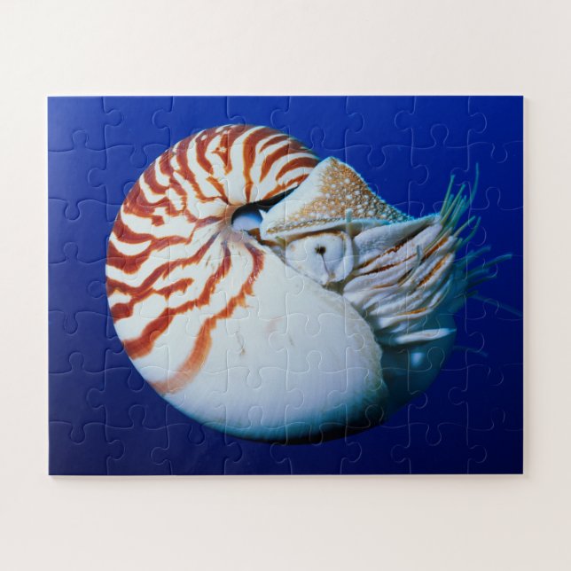 Nahe Bildung von Chambered Nautilus (Horizontal)
